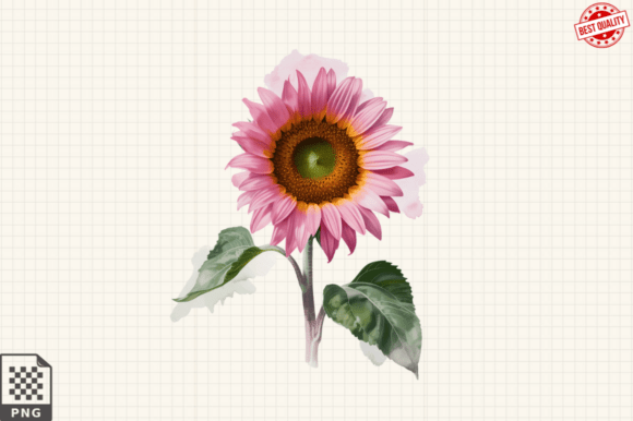 Watercolor Pink Sunflower Clipart PNG